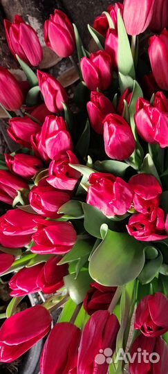 Продажа тюльпанов к 8 марта