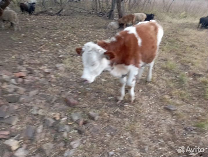 Телки 8 месяцев