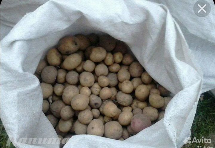 Продажа картошки мелкой