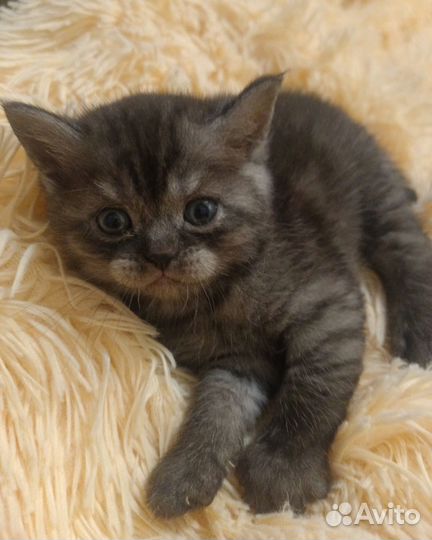 Шотландские прямоухие котята