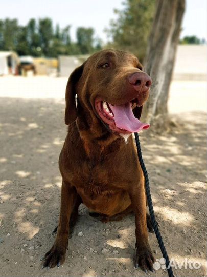 Энтони, молодой метис лабрадора