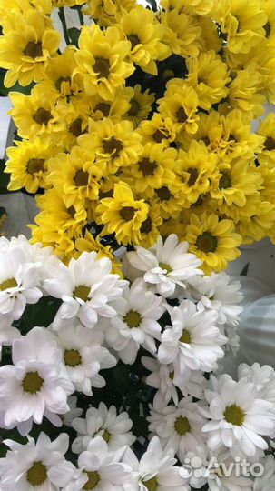 Кустовые.Хризантемы.Ромашки.Цветы.Премиум Качество