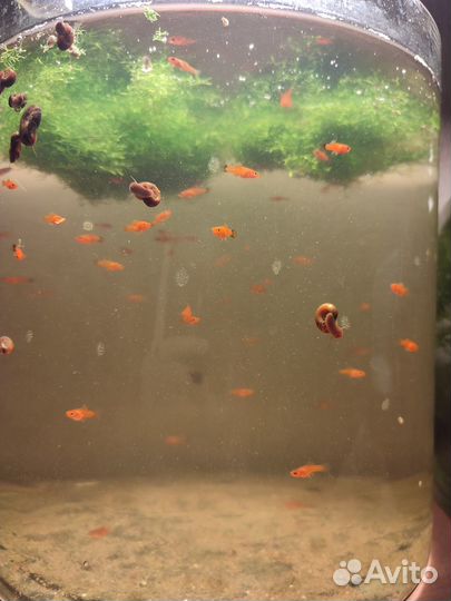 Обмен мальков меченосцев