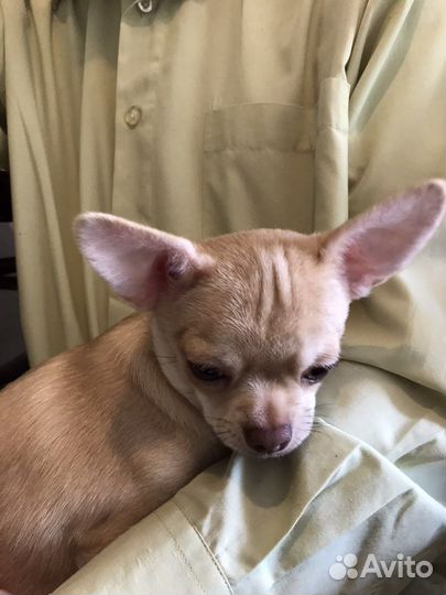 Мальчик подрощенный