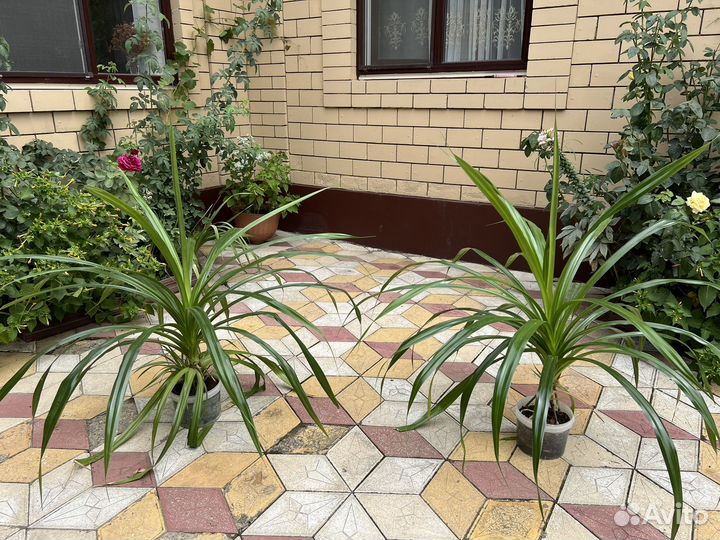 Комнатные цветы