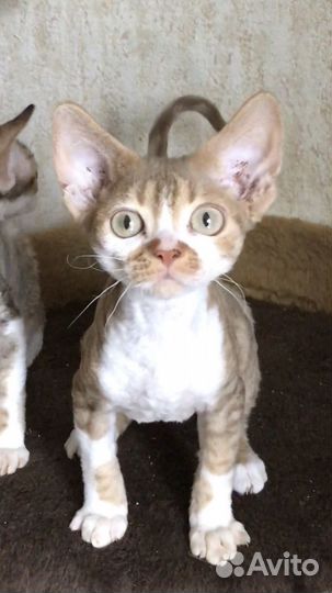 Котята девон-рекс мальчики