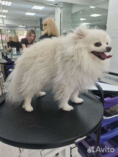 Стрижка собак (шпицы, йорки)