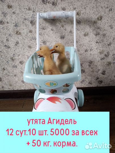 Утята