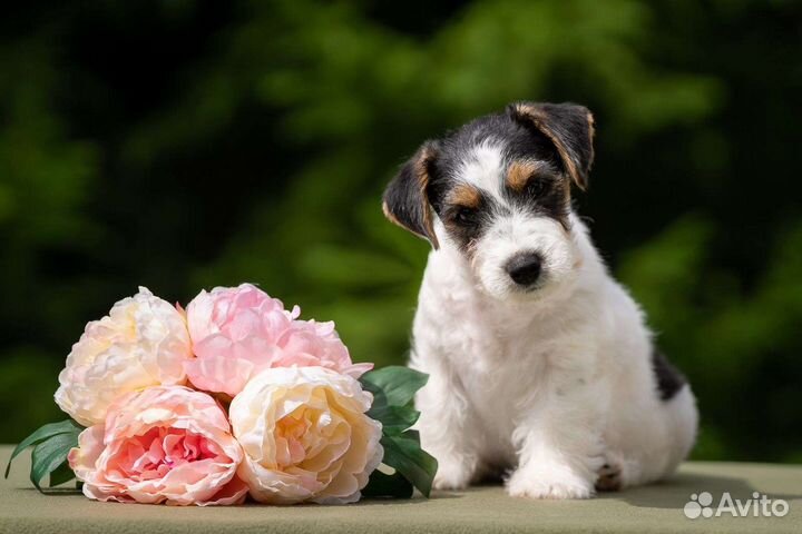 Джек Рассел терьер