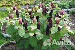 Лаконос лечебный многолетник