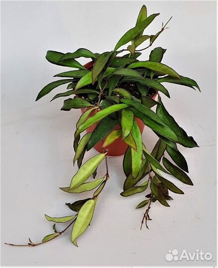 Комнатные цветы (хойки)