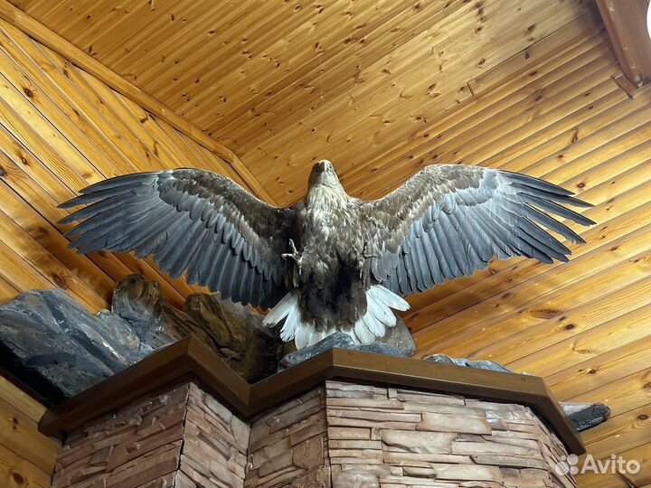 Чучела животных