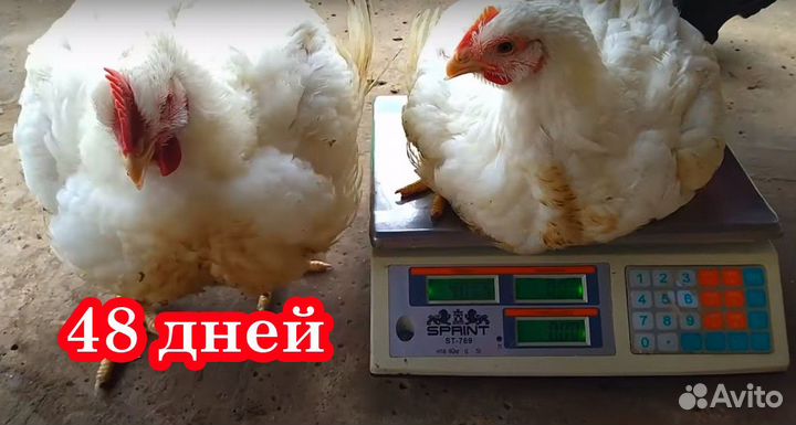 Бройлер белый мясной Росс308 - суточные цыплята