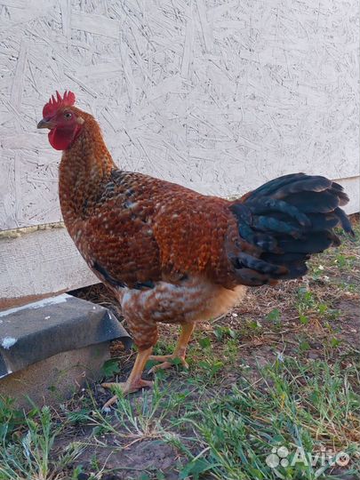 Молодые петухи