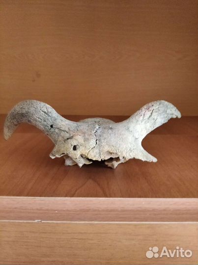 Для коллекционеров