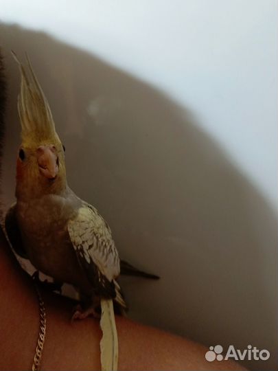 Попугай корелла птенец