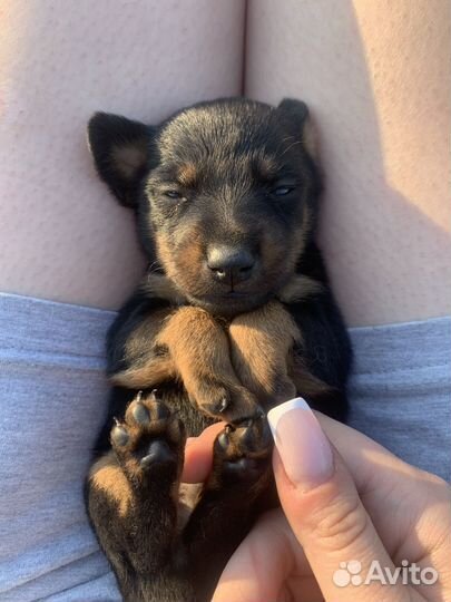 Щенки ягдтерьера