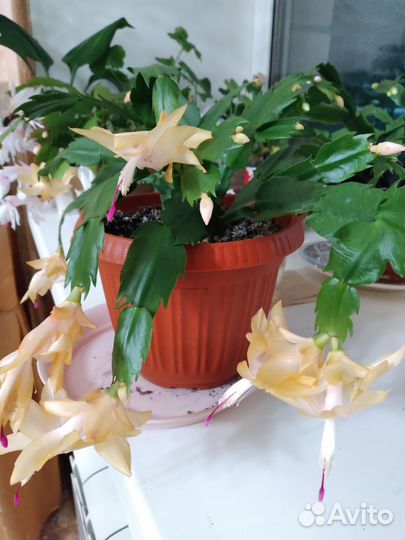 Декабрист шлюмбергера