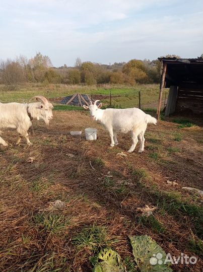 Зааненская коза 2 штуки и зааненский козел