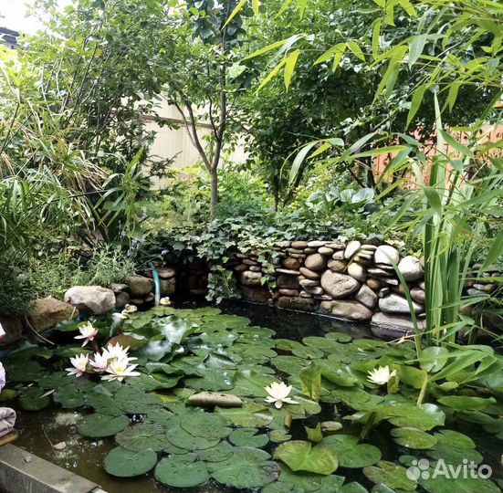 Водяная лилия (нимфея)