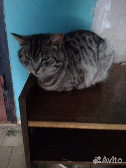 Молодой котик в добрые руки