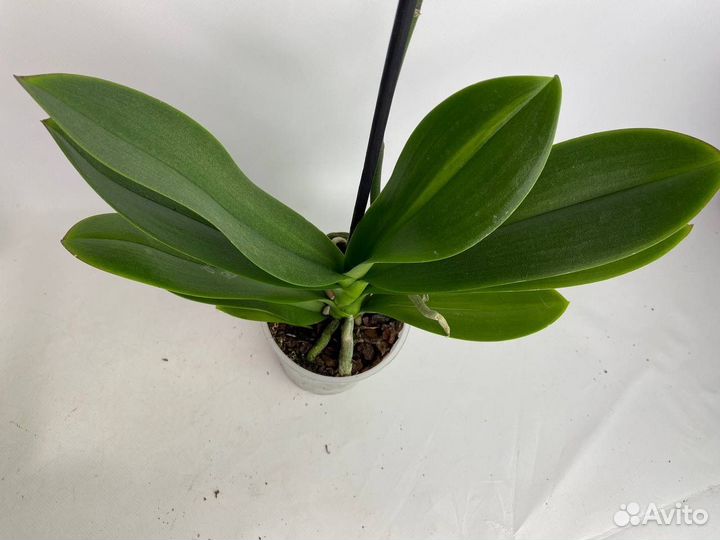 Орхидея фаленопсис биг лип бабочка