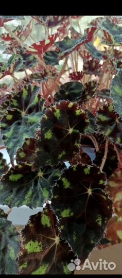 Бегония декоративно лиственная. Детки