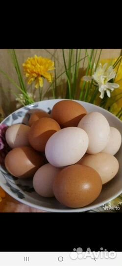 Домашние куриные яйца