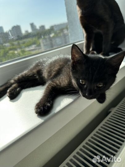 Кошечка плачет, добрых хозяев хочет