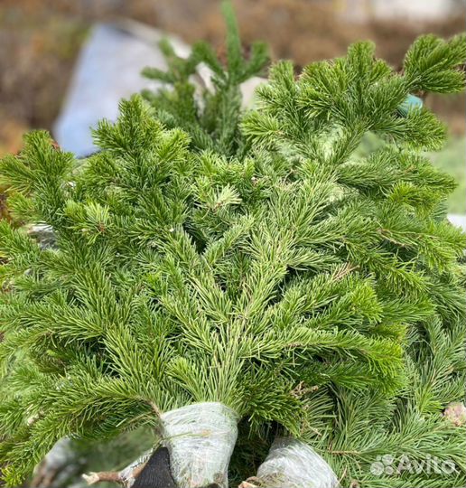 Пихтовая лапка