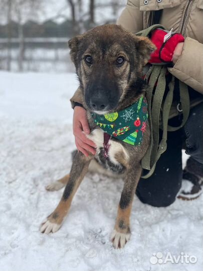 Нежеая ласковая девочка грустит в приюте