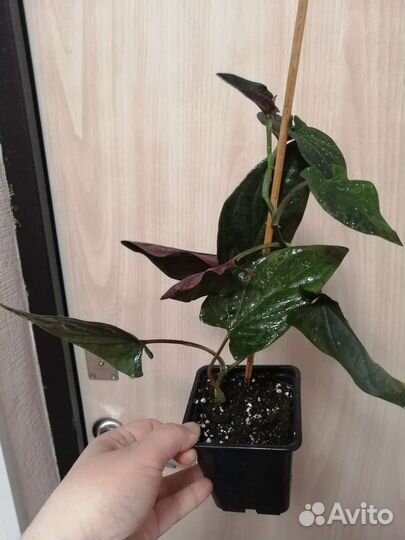 Сингониум Red arrow