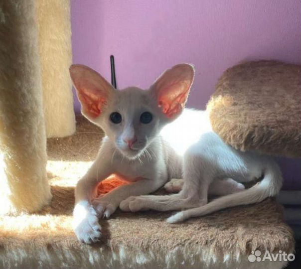 Ориентальные котята