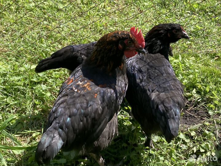 Подросшие петушки, породистые