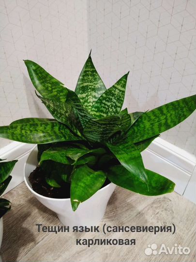 Тещин язык (сансевиерия)карликовая