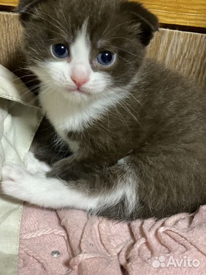 Вислоухие котята шотландские