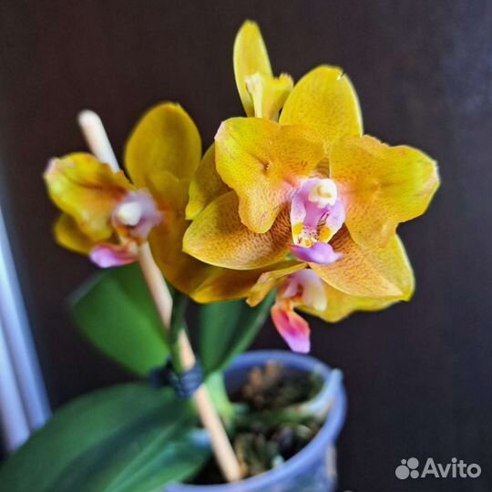 Орхидея фаленопсис
