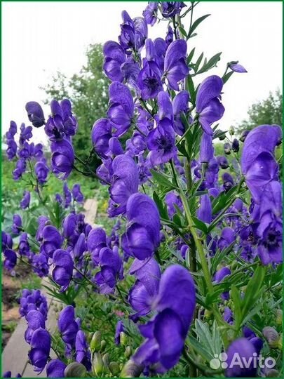 Садовые растения