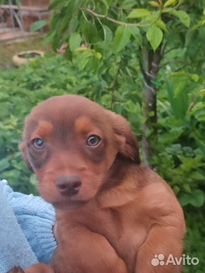 Собаки щенки таксы