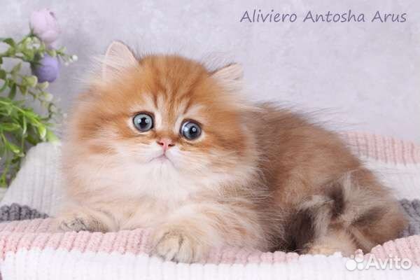 Британский мальчик. Шоколадная золотая шиншилла