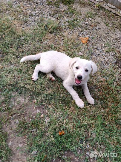 Щенки в добрые руки