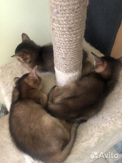 Абиссинцы с родословной и кот для вязки