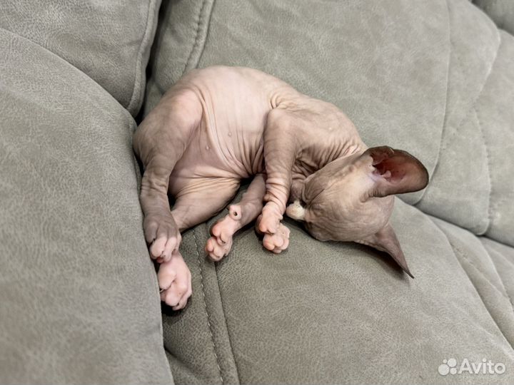 Канадский сфинкс котенок мальчик
