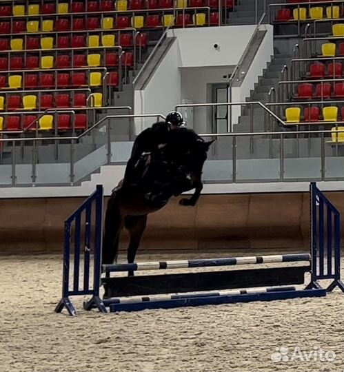 Жеребец на продажу