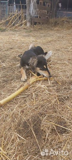 Борзая салюки