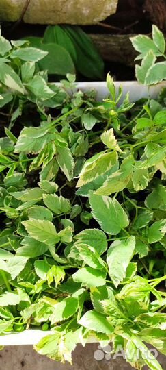 Сныть. Прекрасный ковëр для озеленения участка