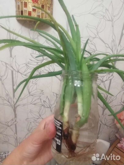 Алое вера растение