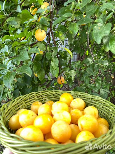 Яблоки и алыча