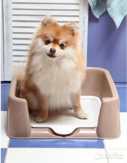 Лоток туалет для собак