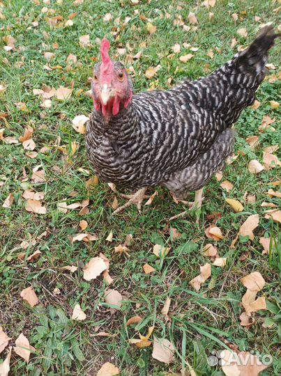 Куры молодки несушки